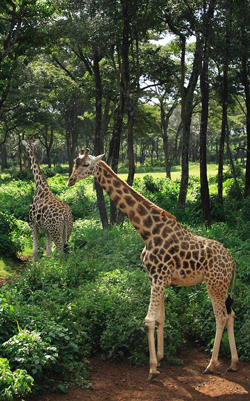 Information about Rothschild's Giraffes.