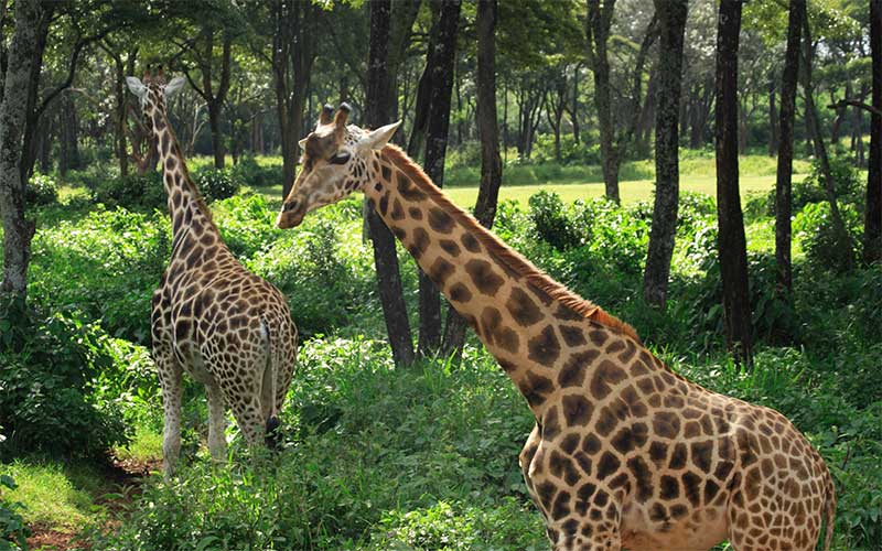 Giraffa camelopardalis rothschildi.