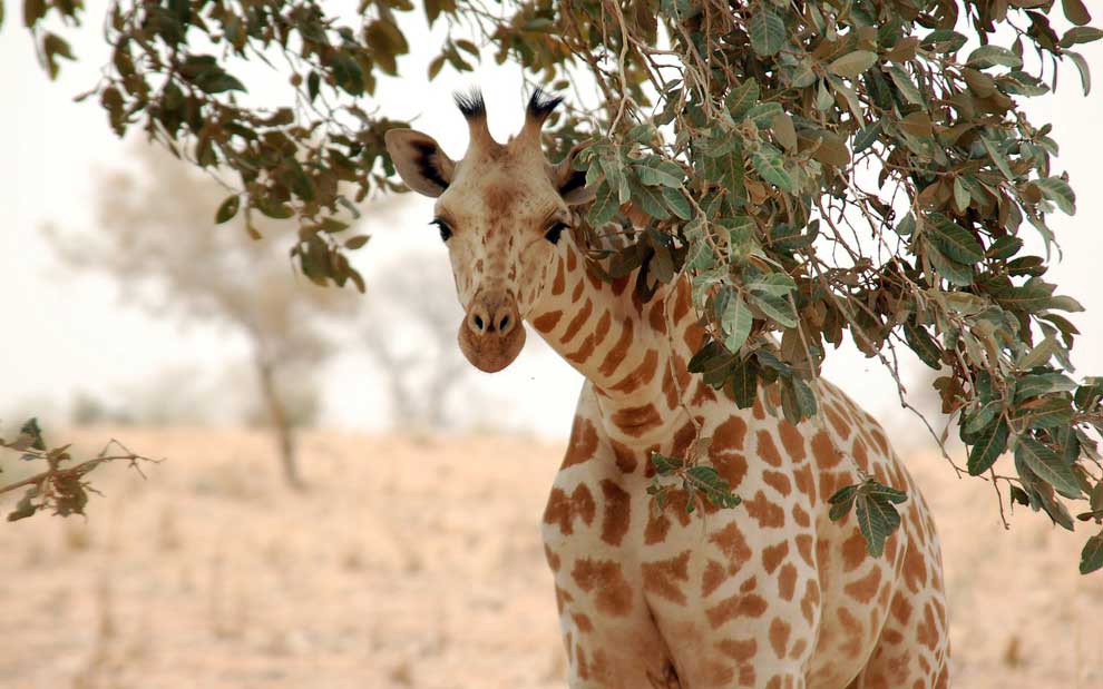 Giraffa camelopardalis peralta.