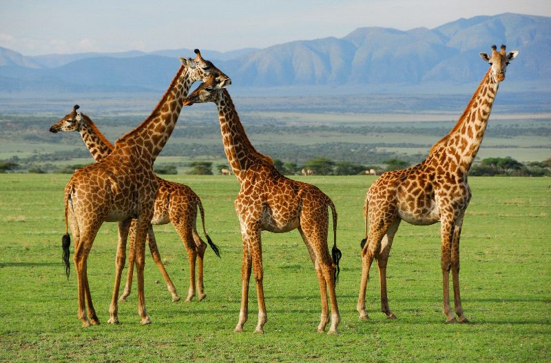 Giraffes In Their Natural Habitat
