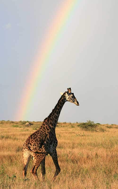 Maasai Giraffe or Kilimanjaro Giraffe.