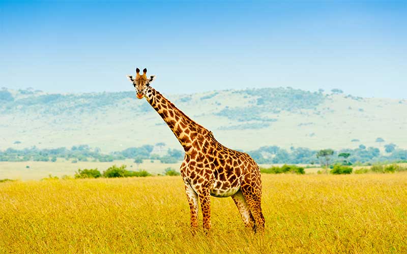 Masai Giraffe characteristics.