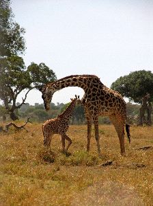 Madre y Cría En Reserva Masái Mara