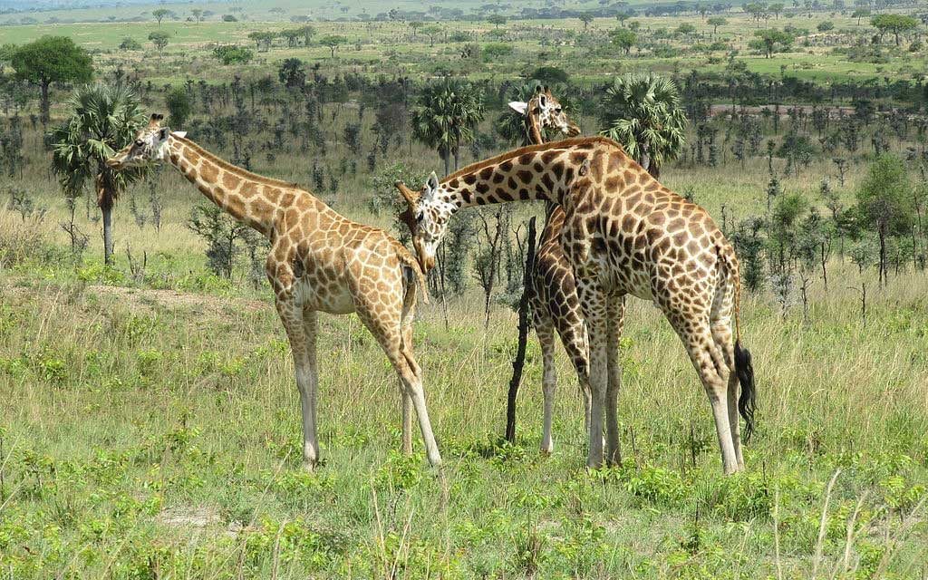 Giraffa camelopardalis.
