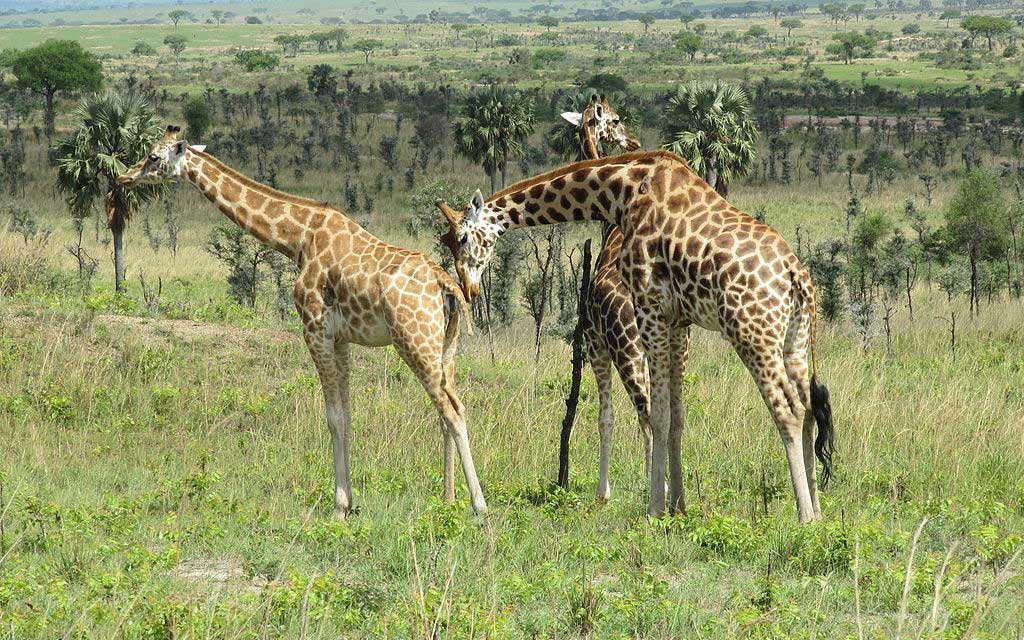 Northern Giraffe (Giraffa camelopardalis)