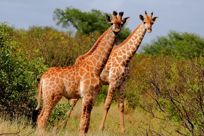 Pair of Giraffes in Africa