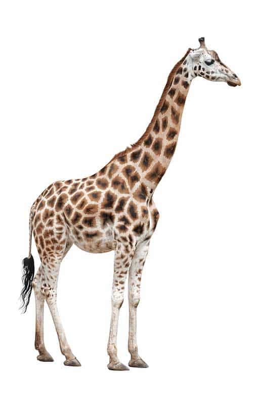Baringo giraffe characteristics.