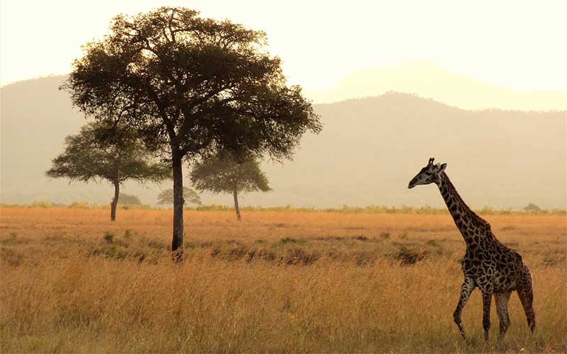 Distributie van giraffen.
