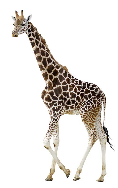 Giraffe Physical Characteristics.