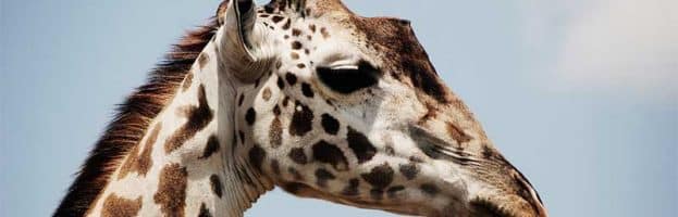 Giraffe Anatomy