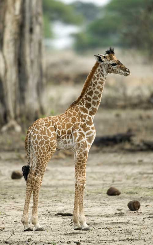Giraffe reproduction.