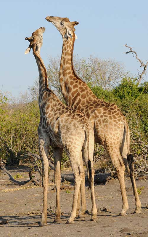 Giraffe vocalizations.