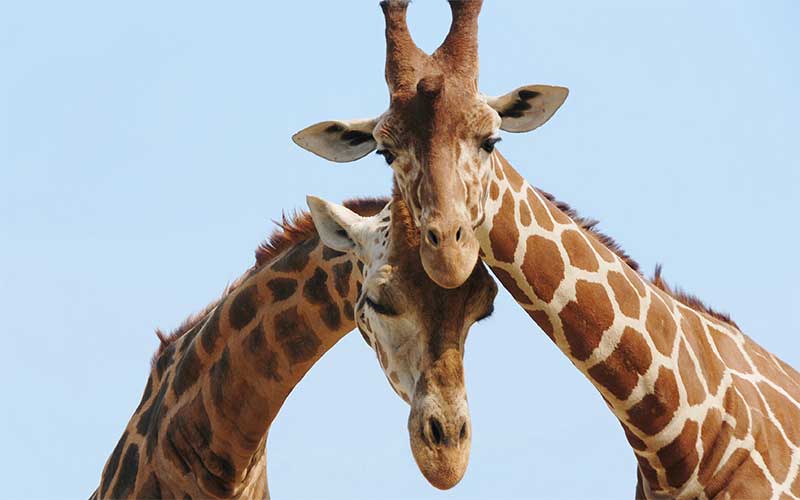 Giraffe communication.