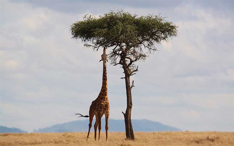 diet_giraffes.jpg