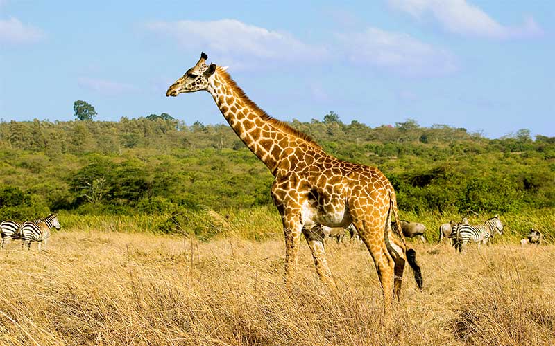 Où vivent les girafes ?