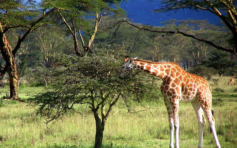 Feeding of the giraffes
