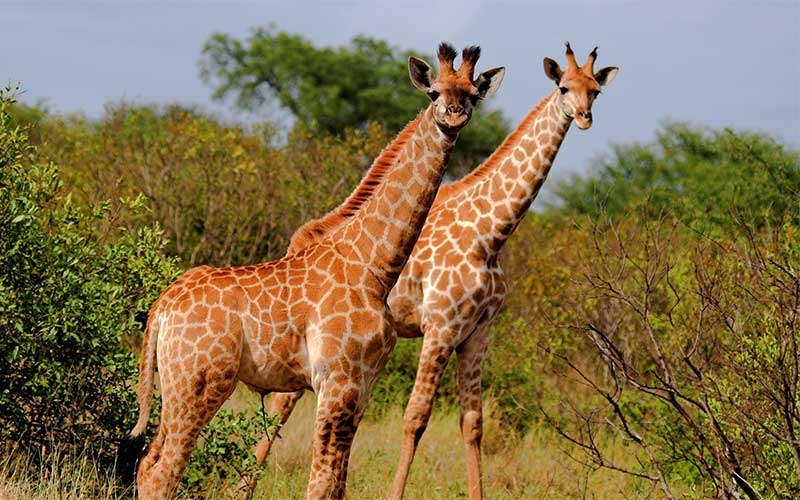 Taxonomy of giraffes.