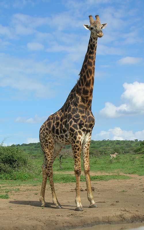 The neck of the giraffes.