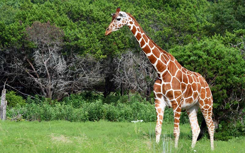 Habitat of giraffes.