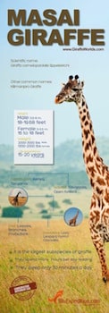 Masai giraffe infographic.