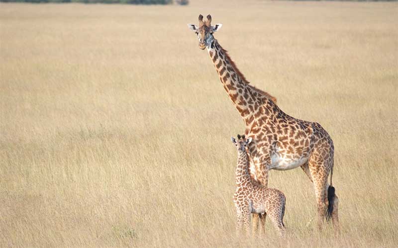 Giraffe Breeding and Reproduction.