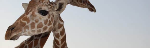 Why Do Giraffes Have Such a Long Neck?