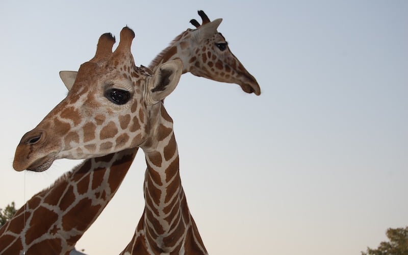 the length of the giraffe's neck.