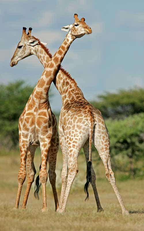 Social organization of giraffes.