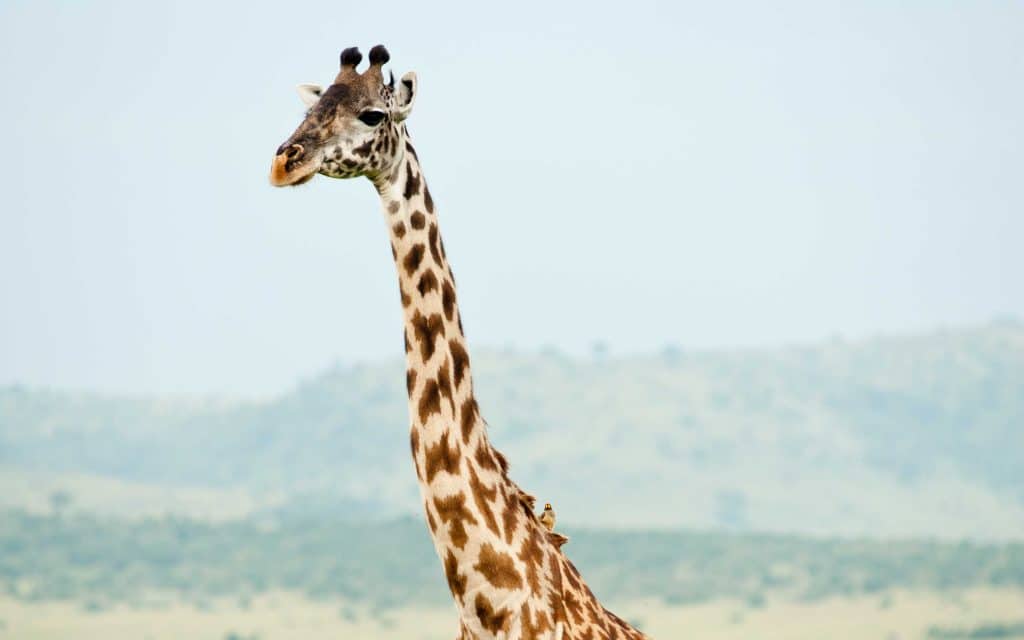 Research of giraffes.