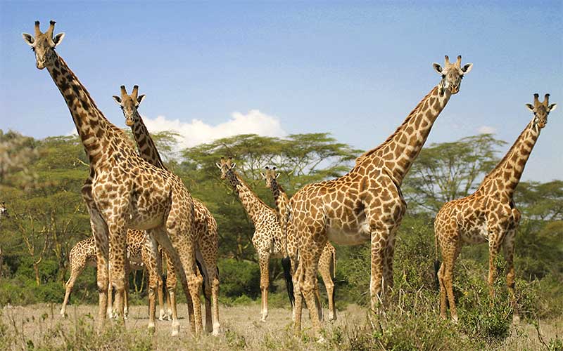 Giraffe Social Structure.